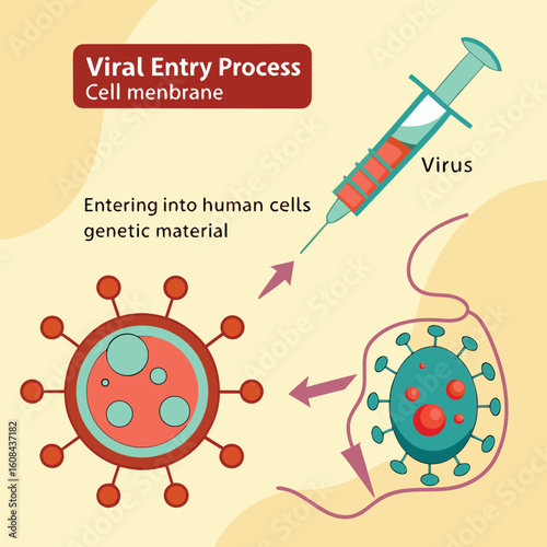 Infographic showing how a virus enters human cells