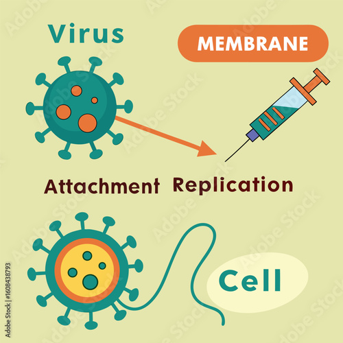 Infographic showing how a virus enters human cells