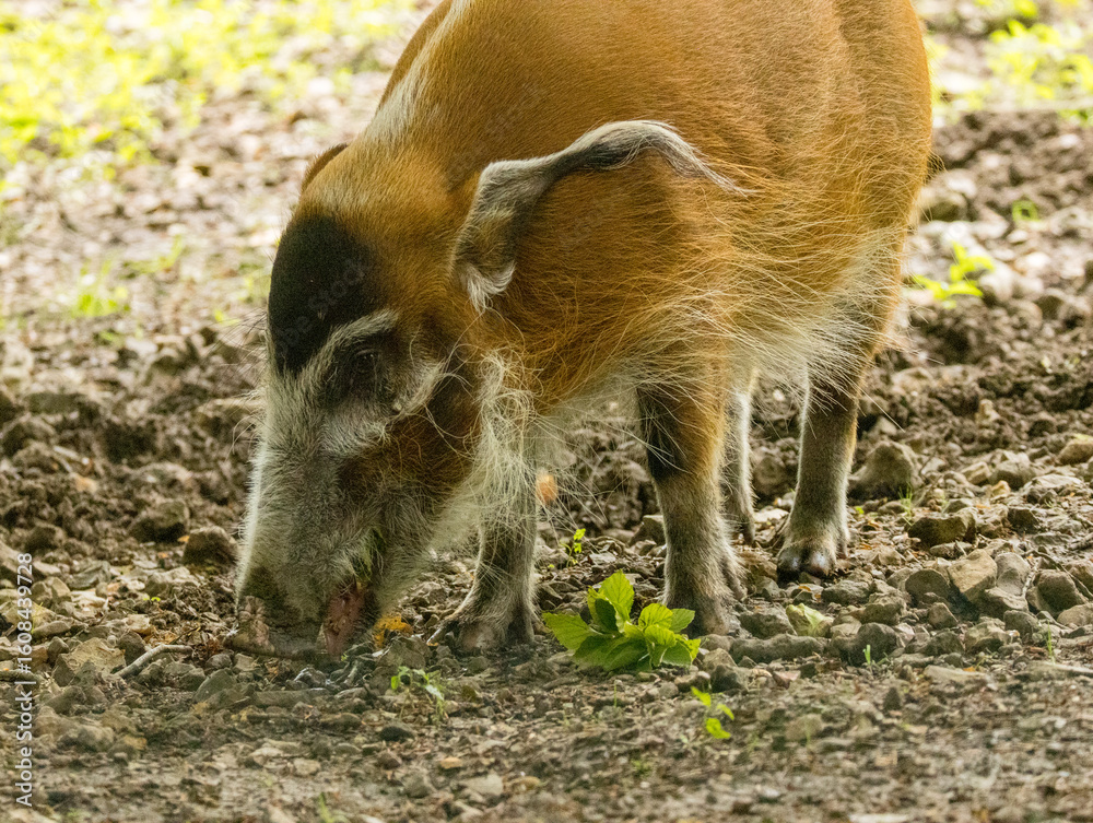 potamochère roux potamochère roux