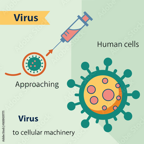 Infographic showing how a virus enters human cells
