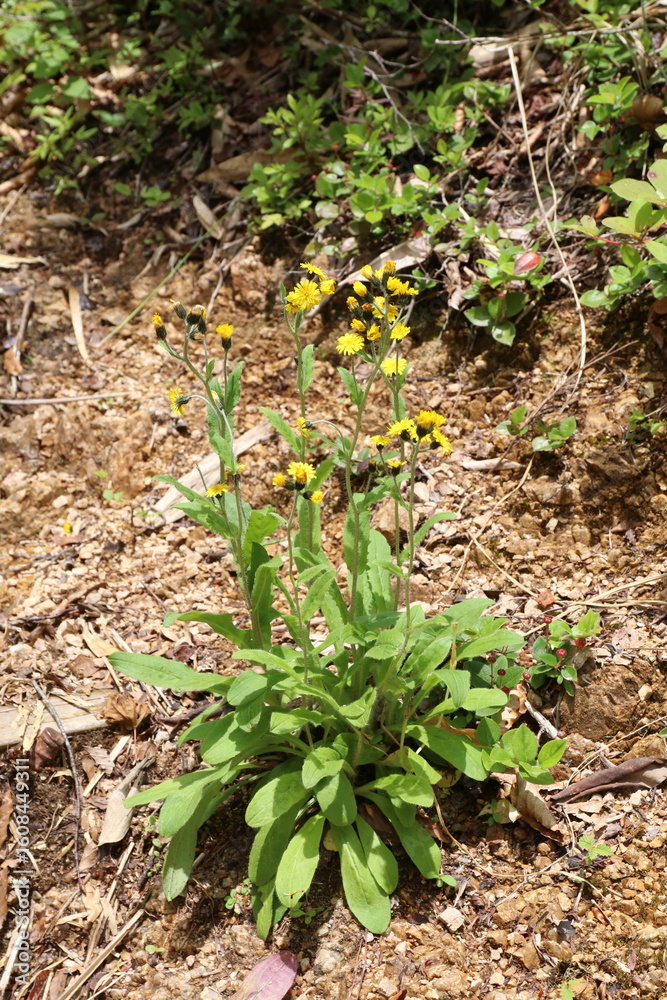 Obraz premium 白馬 小遠見山の風景。登山道に咲くヤナギタンポポ。