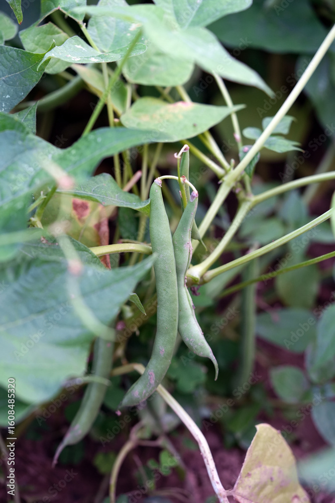 Naklejka premium bean pod