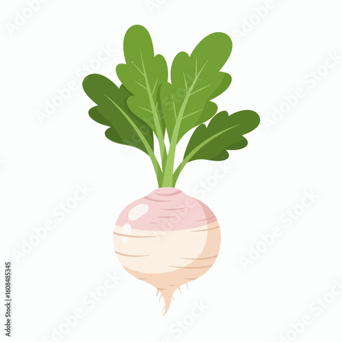 Turnip rounded root vegetable with green leafy tops pinkishwhite base  rootlet
