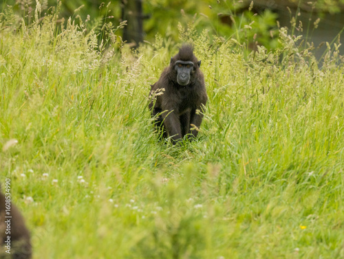 macaque à crête noire