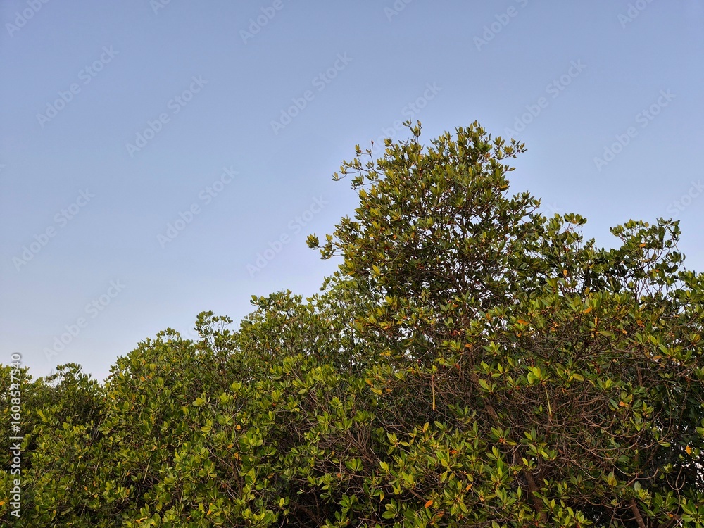 Fototapeta premium Background view of blue sky with mangrove trees copy space in the afternoon.