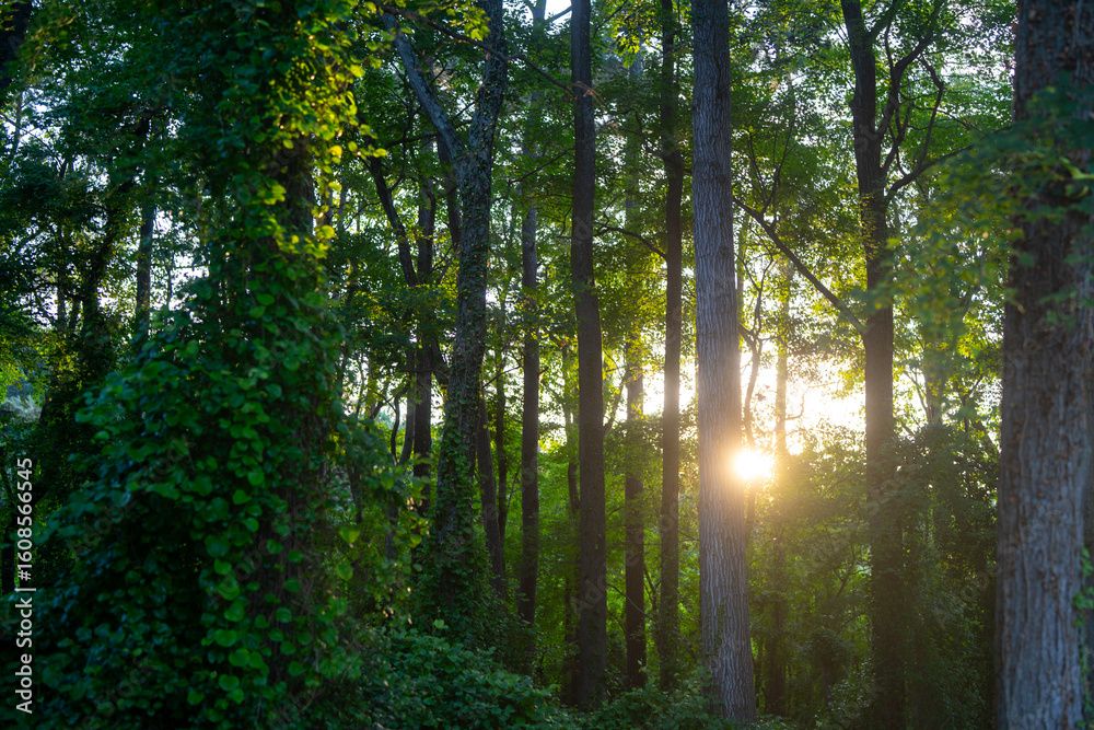 Obraz premium Green forest background at sunset. Green forest. The forest background glows with sunlight. Leaves form a dreamy background. Forest background.
