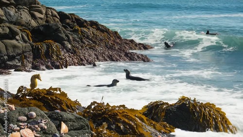 Seahorse Among Seaweed on Rocky Shoreline by Ocean Waves
