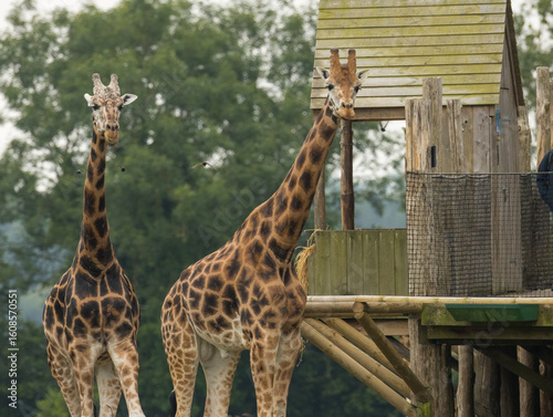 Canvas Print girafe