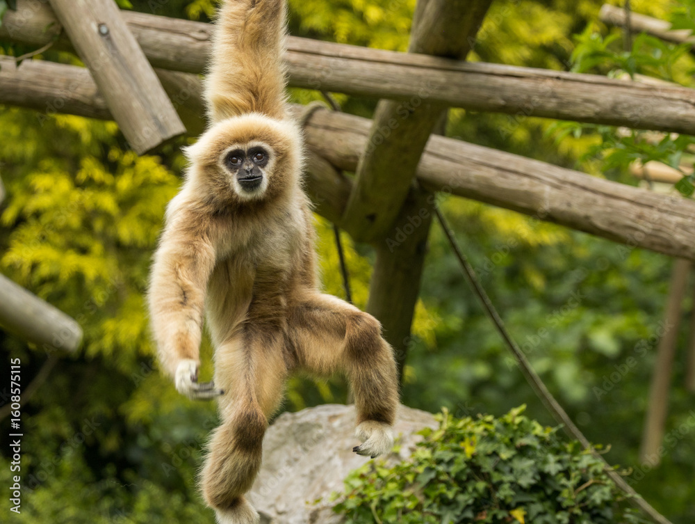 Obraz premium gibbon à mains blanches