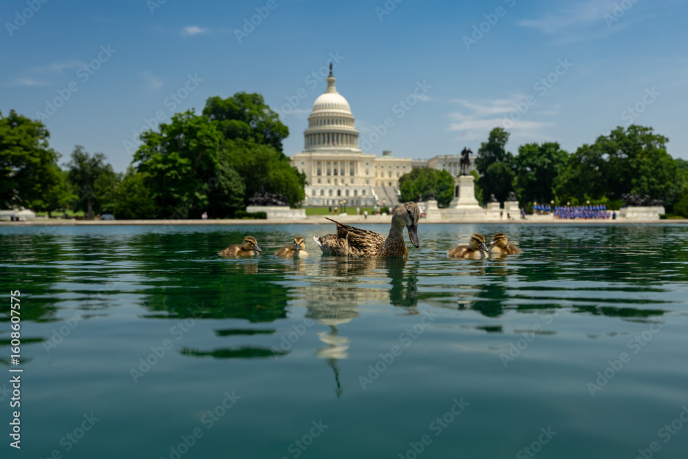 Fototapeta premium Ducks swim near the Capitol landmark. Capitol building. The House and Senate. Capitol Reflecting Pool in Washington, DC. Iconic Capitol Building. Historic symbol of American democracy.