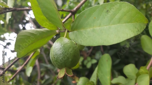 Wallpaper Mural green figs on tree Torontodigital.ca