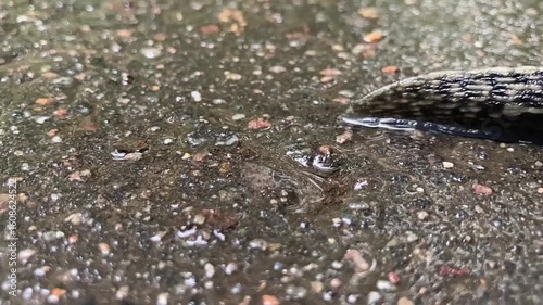 rain drops on the ground