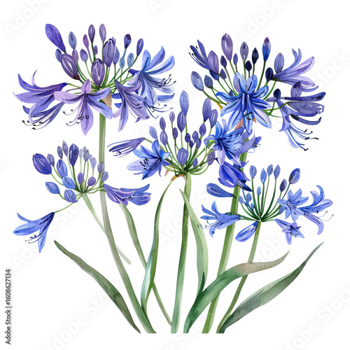 Agapanthus watercolor illustration, purple African lily floral, on transparent background
