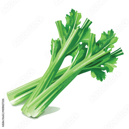  celery salad leaves vector