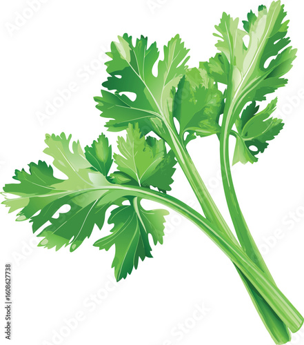 realistic celery salad leaves vector