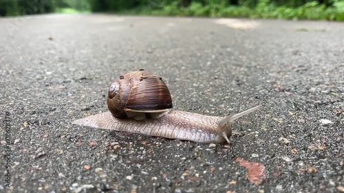 snail on the road
