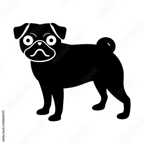 A black silhouette of a pug dog standing with its head turned towards the viewer isolated on white background silhouette