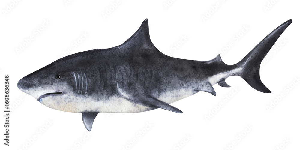 Fototapeta premium Monochrome shark silhouette swimming left, side view illustration
