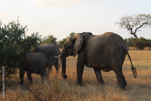 Photography elephants in the savannah