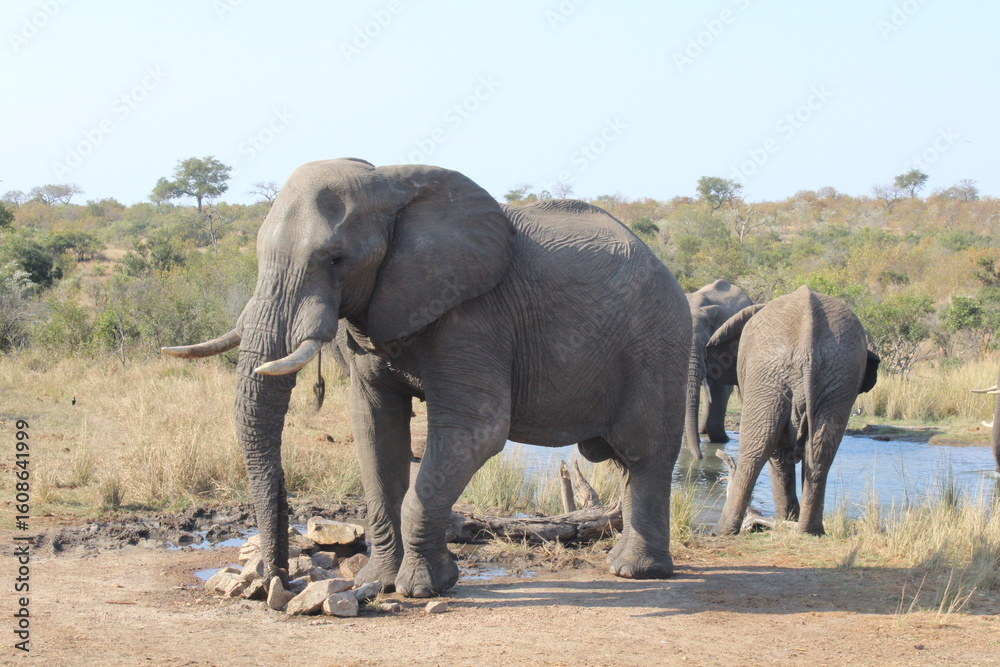 elephants in the wild elephants in the wild