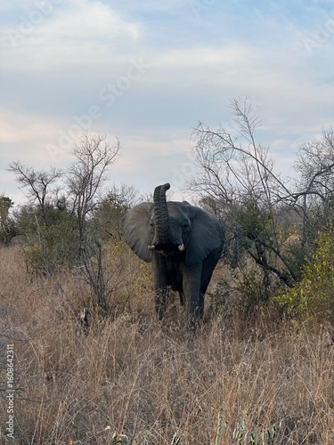 elephant in africa