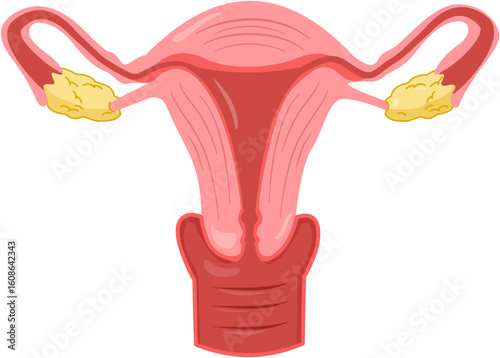 Uterine
