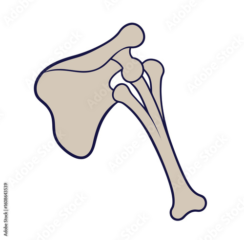 hummers and scapula