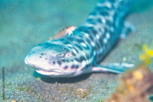 Coral Catshark in the Lembeh Strait, Sulawesi, Indonesia