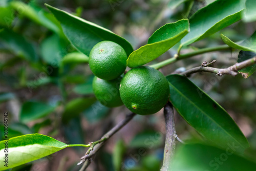 Green lemons