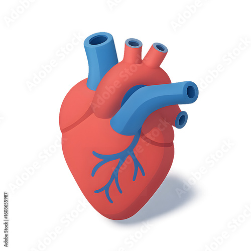 Human heart illustration with arteries and veins for medical education