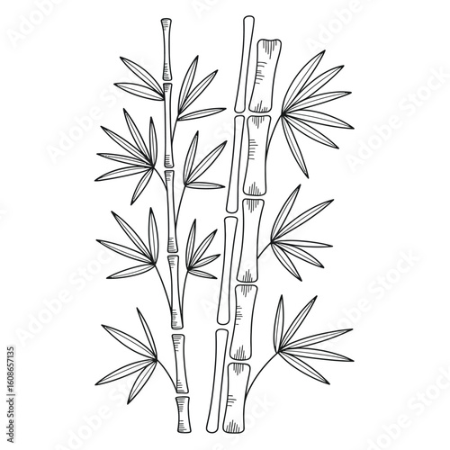 Elegant black and white line drawing of bamboo stalks with detailed leaves and segmented stems