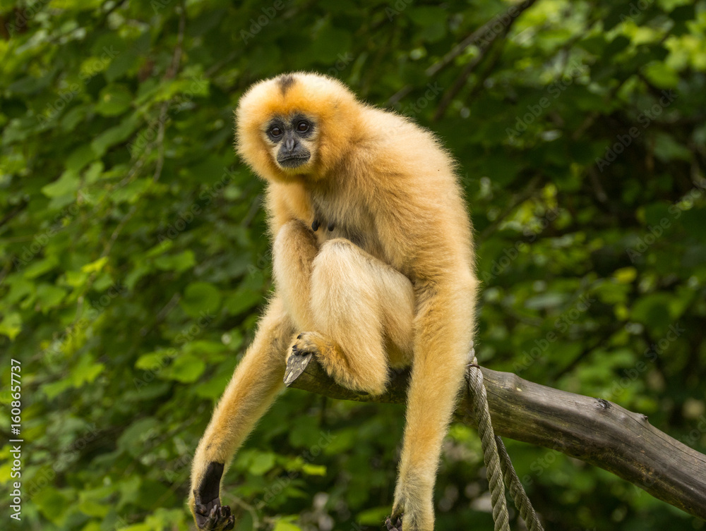 Fototapeta premium Gibbon à favoris roux
