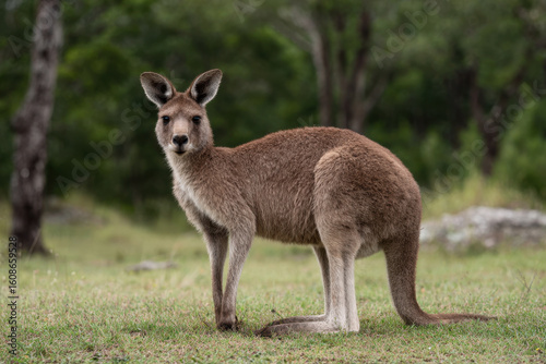 capture charming kangaroo in heart of australia surrounded by dreamy bokeh background that enhances its natural