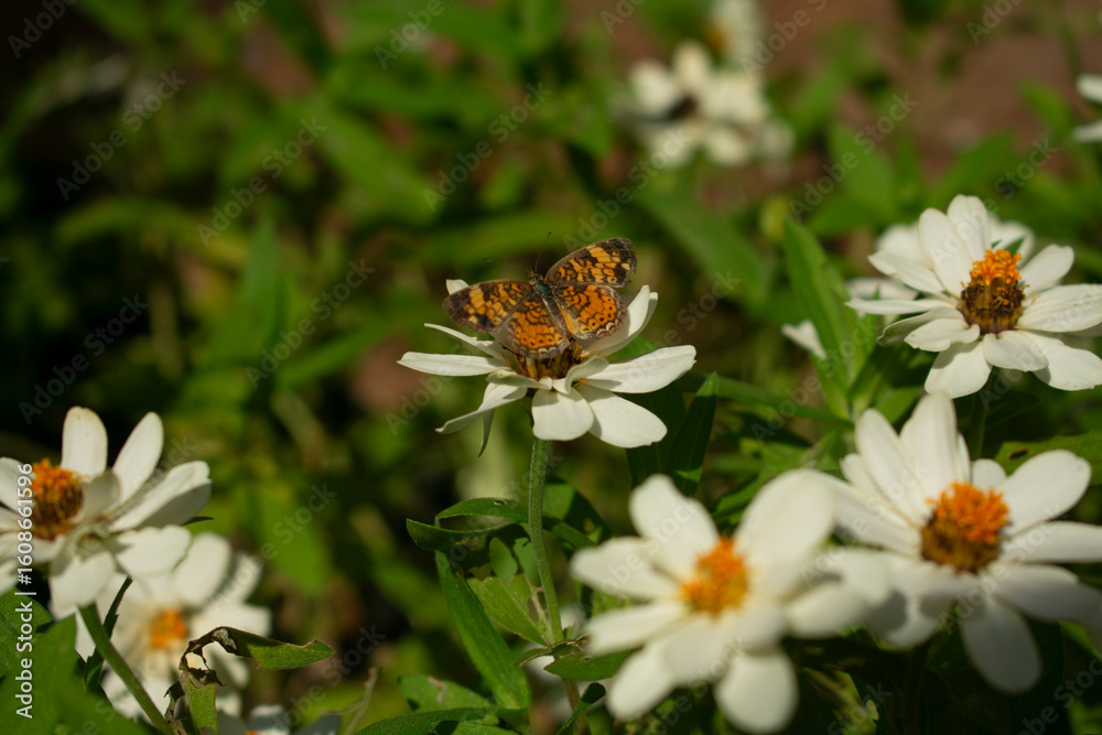 Fototapeta premium butterfly on a flower