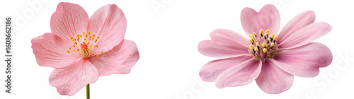 Beautiful pink flower with delicate petals and yellow stamens isolated on a transparent background