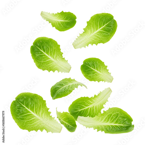 Organic Green Lettuce Leaves Falling with Soft Diffused Light, Isolated