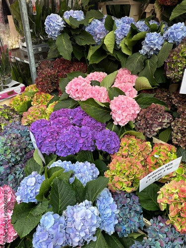 colorful hydrangea flowers in the market
