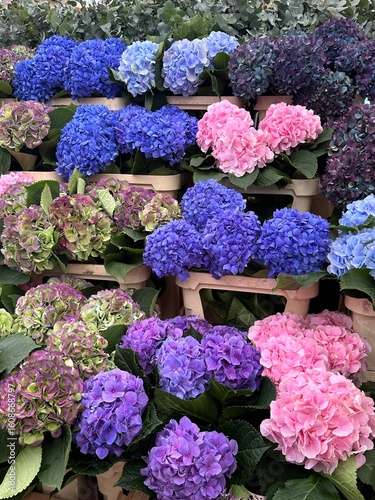 colorful hydrangeas in the outdoor market 