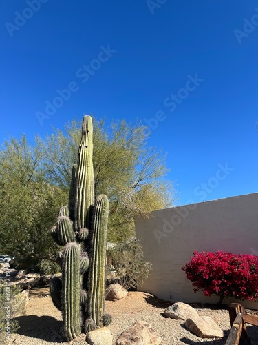 cactus in the desert