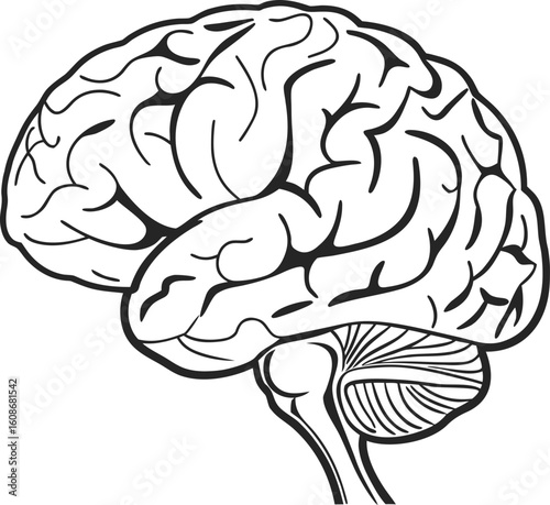 Black and white vector illustration of a human brain with detailed convolutions and cerebellum