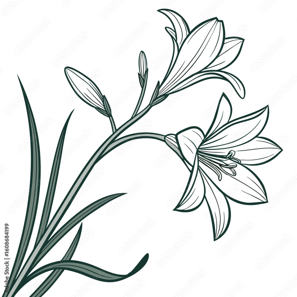 Fototapeta premium black and white zephyranthes candida