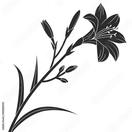 black and white zephyranthes robusta