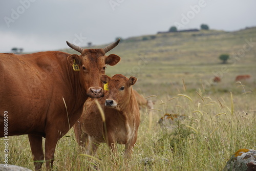 Grazing cows on the hills of the Golan Heights , Israel