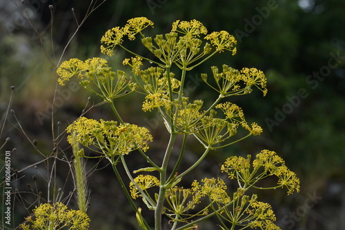 Parsnip, Wild (Pastinaca sativa). Yellow head and seeds of a poisonous Wild Parsnip weed growing alongside a country road