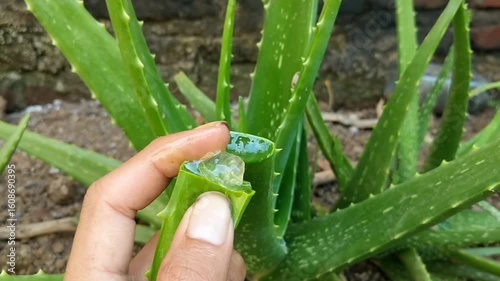 A hand is pressing a freshly cut aloe vera leaf, revealing its translucent sap flowing out, with blurred aloe vera plants in the background.