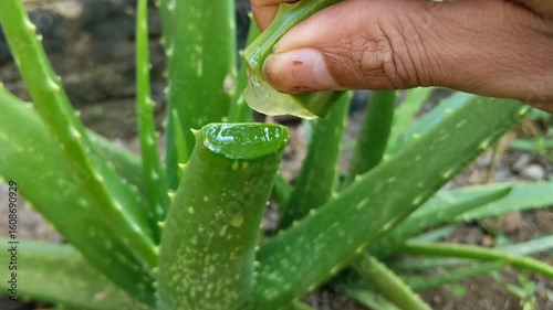 A close-up shows a hand squeezing a freshly cut aloe vera leaf, causing clear gel to extrude. Several whole aloe vera plants are visible in soft focus in the background.