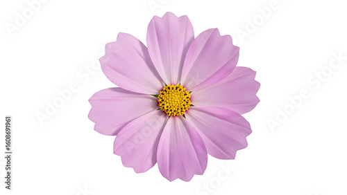 light purple cosmos flower with a yellow center, isolated on transparent background for minimalist floral designs, spring themes,