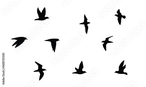 Flying American golden plover bird Silhouette Design  And Vector Illustration. 