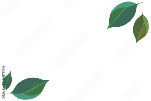 fresh green leaves that frame in the corner without a background