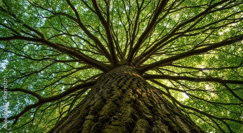 Looking up at a majestic, leafy tree with a thick trunk and expansive branches reaching towards the sunlight.